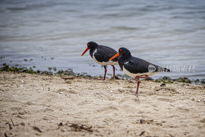 澳大利亚花衣魔笛手(Haematopus longirostris)